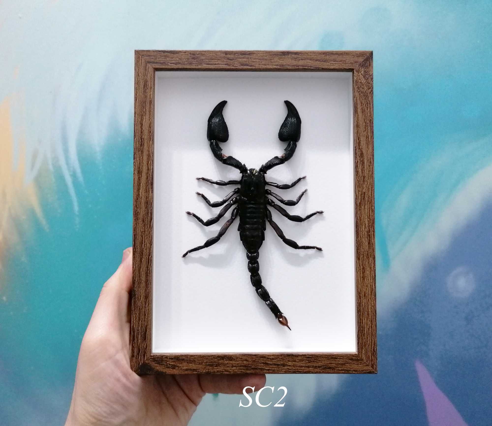 Скорпион в рамка, Уникален подарък за всеки повод, Препариран скорпион
