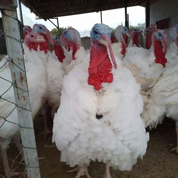 Curcani și curci albe de carne bio