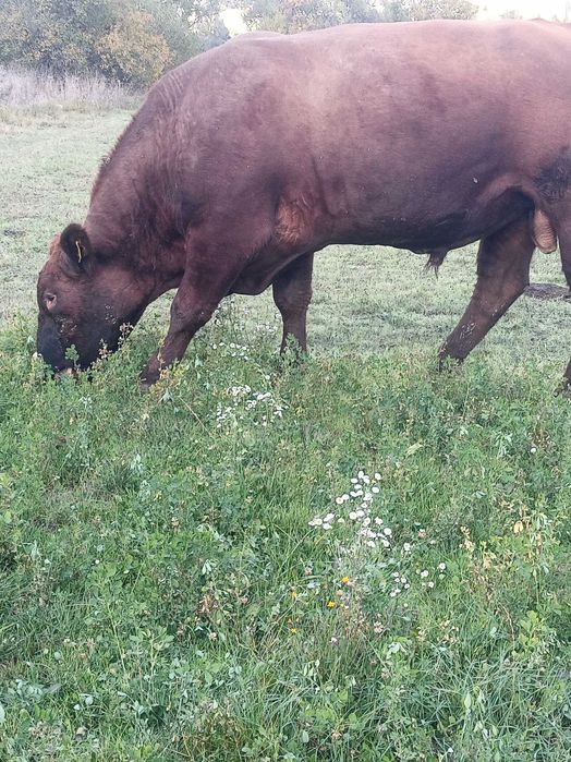 De vânzare sau schimb taur angus