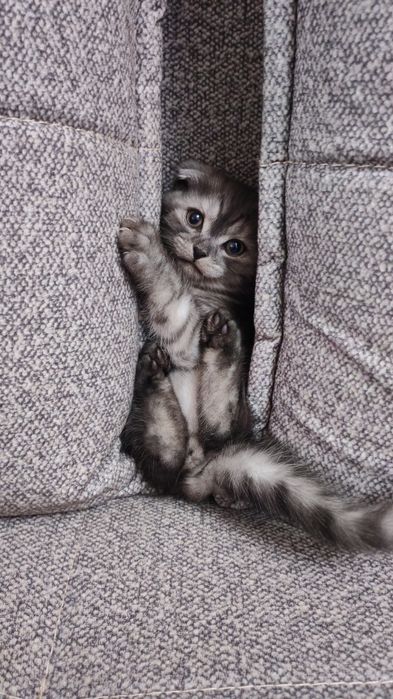Продаю котёнка Скоттиш Фолд