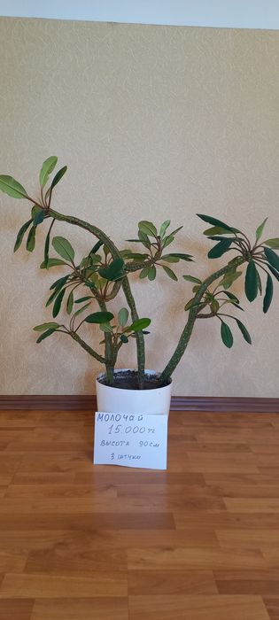 Комнатные шикарные  красивые цветы  не дорогие цена  от 8000 тг