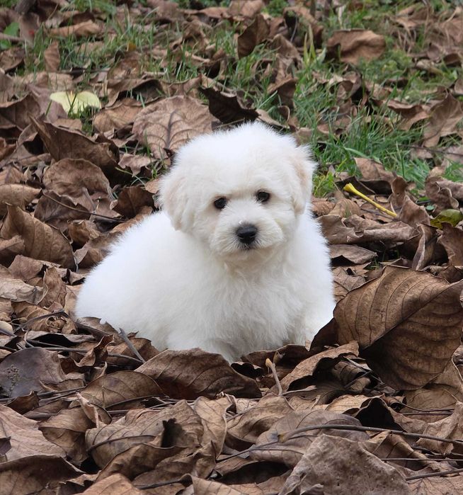 Bichon Frise cu pedigree FCI