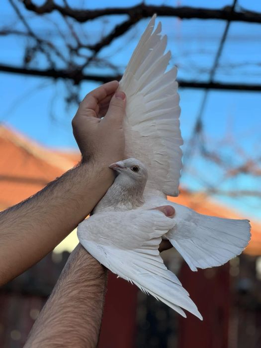 Femela  voiajor sport, culoare Reduced Od!