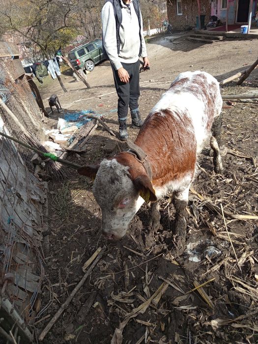 Tăuraș belgian de 2 luni jumate