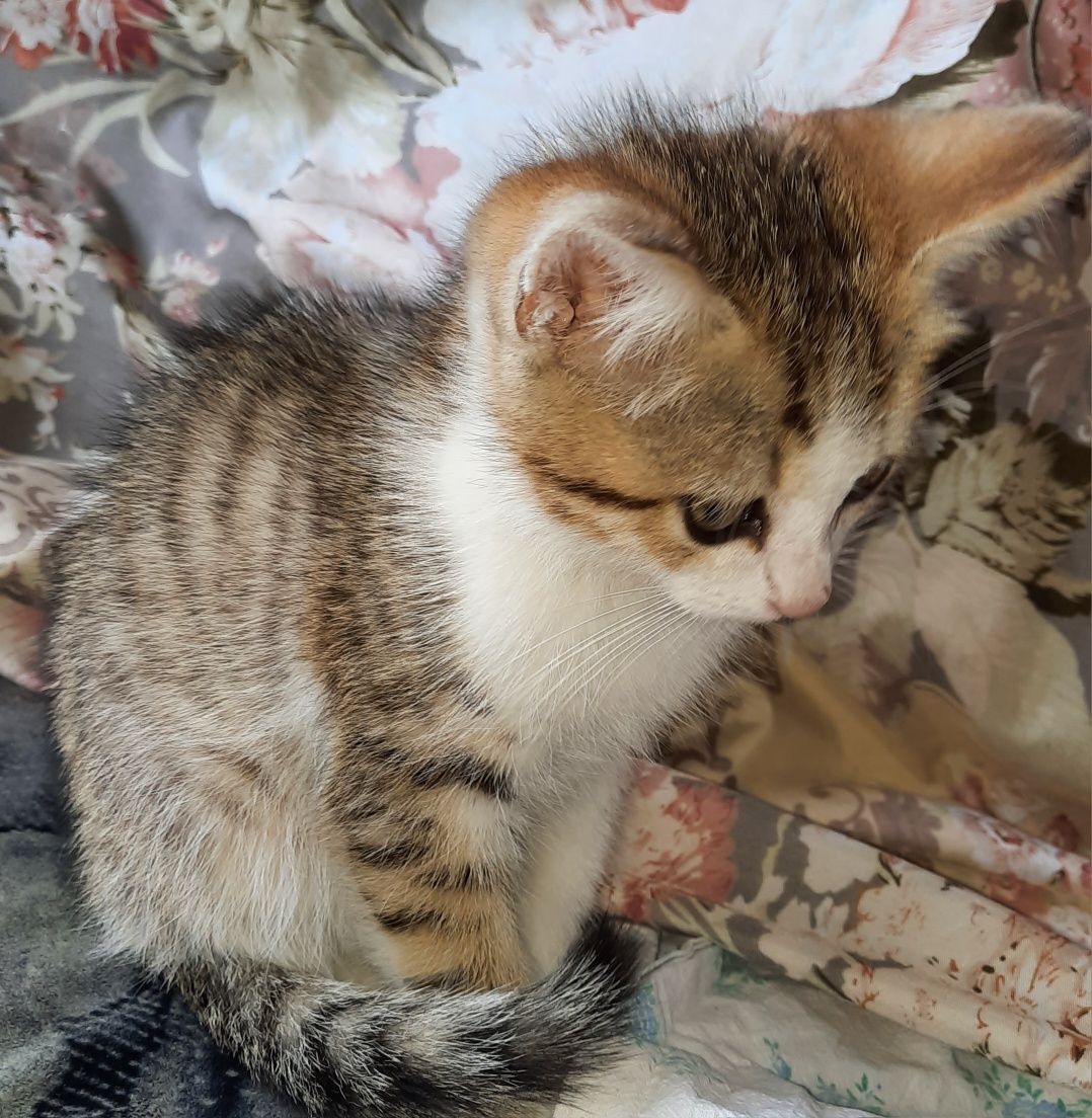 Котенок ищет дом