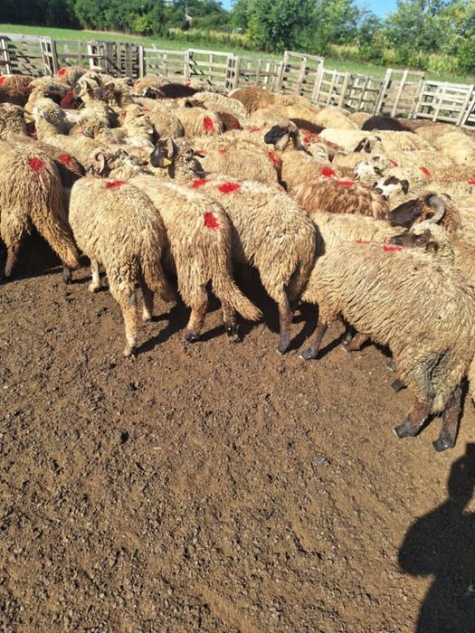 Cârlanii de vanzare