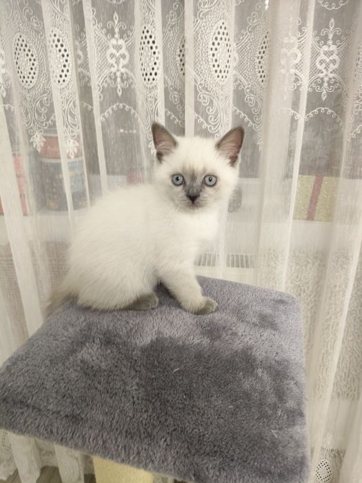 Scottish fold și scottish staight