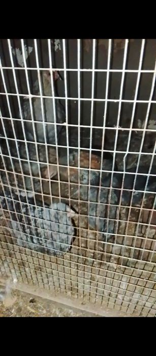 Курица,тауык,балапан,атеш