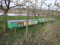 Vand 10 familii de albine