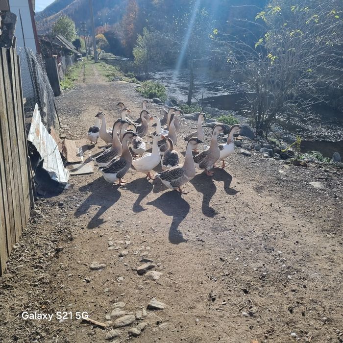 gaste africane de anul 2025