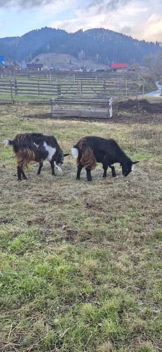 Vând capră, ieduță și țap