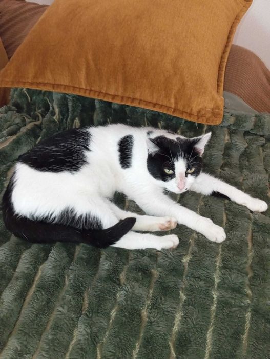 Donez gratis pisica 1 an sterilizata, vaccinata, deparazitata