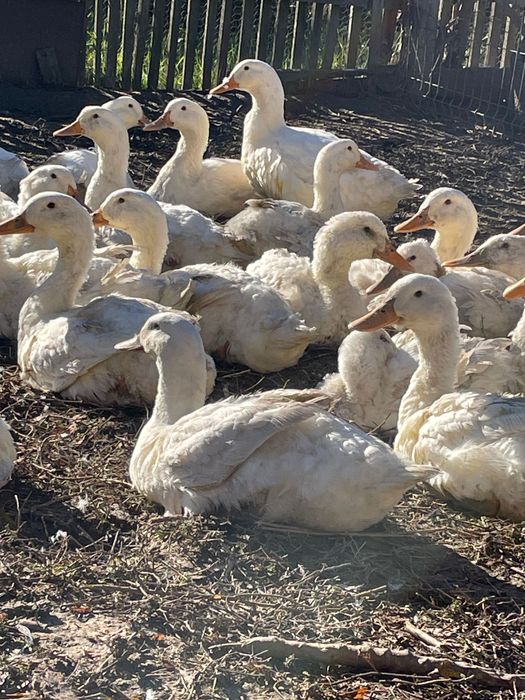 Rațe Pekin, bibilici, curcani rase de carne