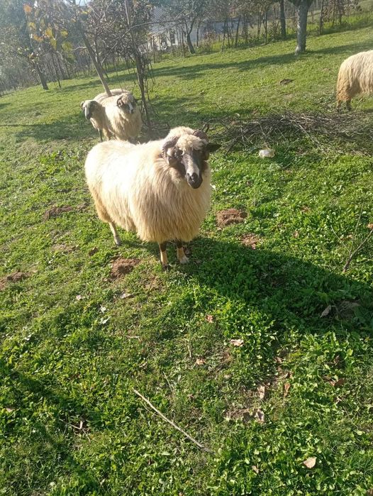 Vând berbec breaz, 3 ani( sau schimb)