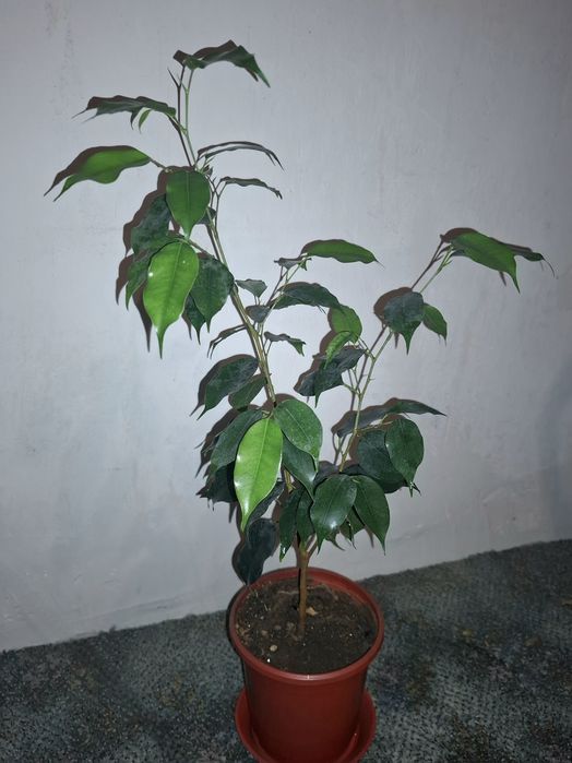 Продам свои комнатные растения срочно