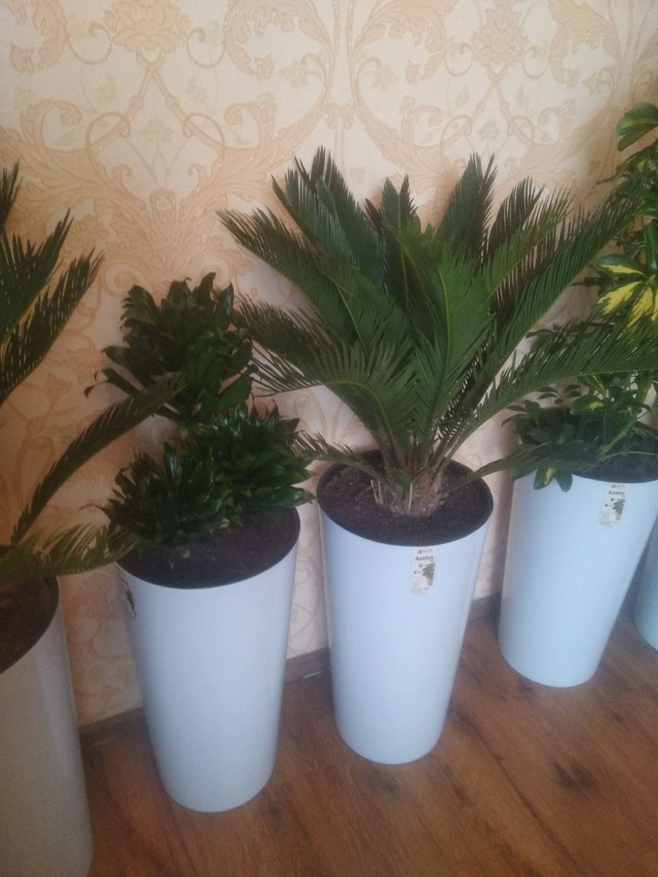 Цикас палма хона ва офислар гули. https://t.me/nurgardenflowers