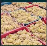 Vand struguri de vin