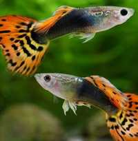 Гуппи - аквариумные рыбки