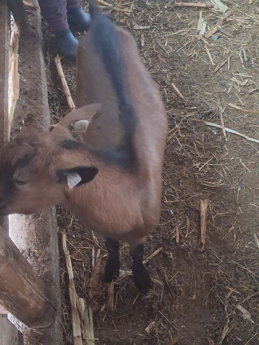 Tap si iada de taiere