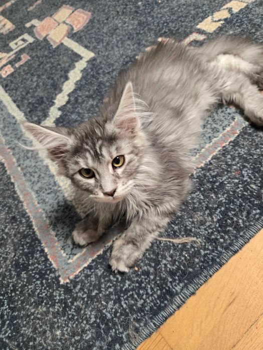 Котенца Мейн Куун