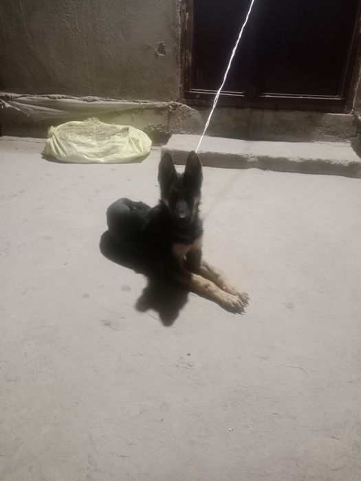 Evropeiske afcharka 4oylik urgʻochi