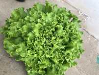Vand salata creata