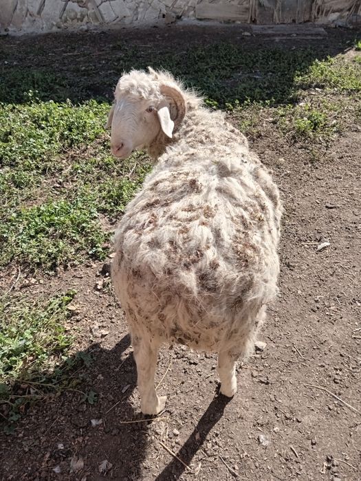 Продам барана 40000