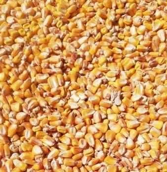 Malai boabe de vanzare foarte uscat