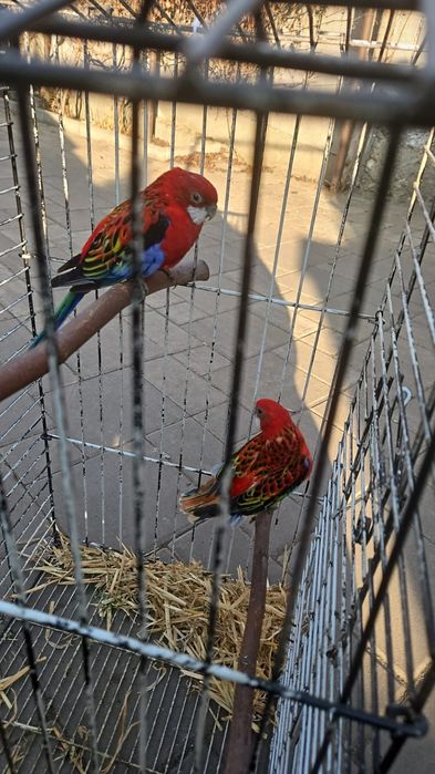 Vand papagal femela Rosella
