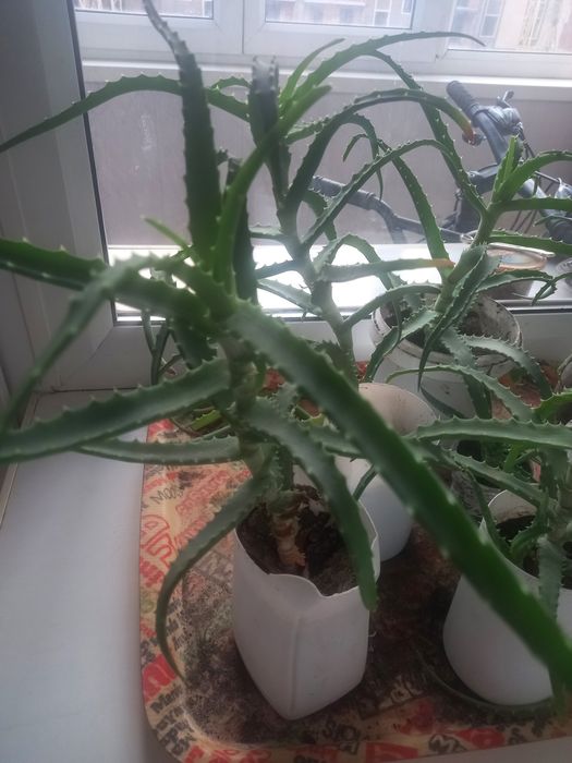 Продам      алоэ