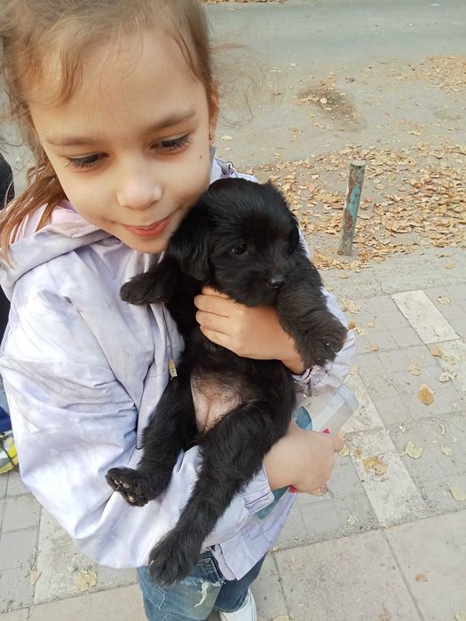 Отдам даром щенят в хорошие руки