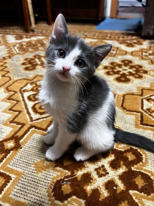 Маленький котенок (девочка)