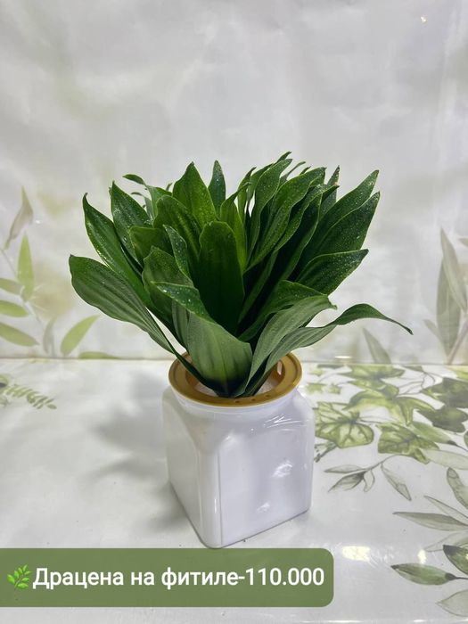 Алоказия сариан, Филодендрон крокодил, Филодендрон сильвер, Диффинбахи