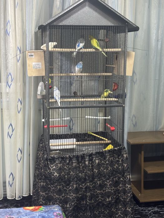 Vand perusi tineri si perechi reproductive