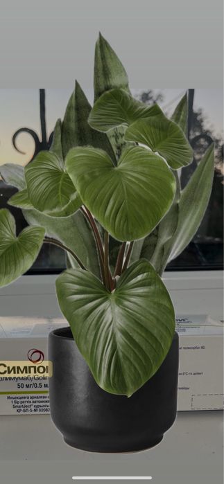 Симпония голимумабия