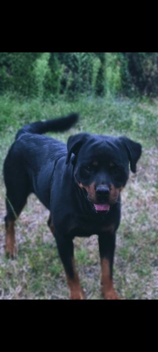 Cățeluși metis rottweiler Craiova