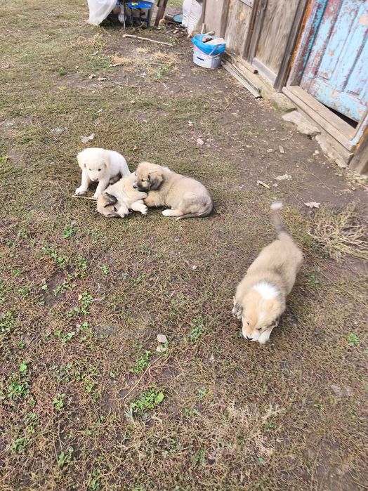 Ofer spre adoptie 4  catei , Teri baieti si o fata.