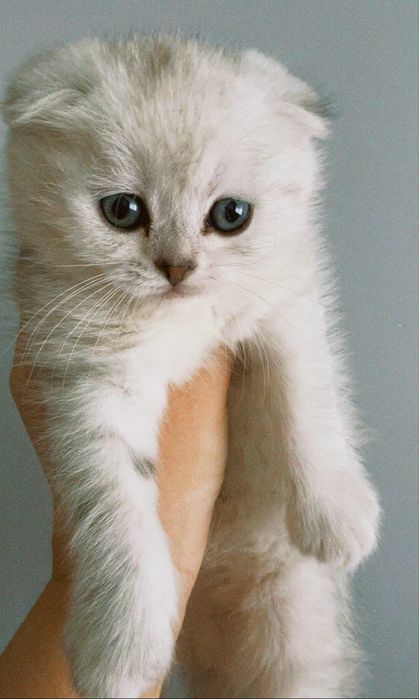 Mushuklar sotiladi / Продаются котята