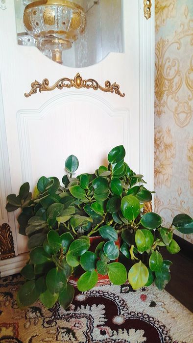 Peperomiya/пеперомия xonaki gul