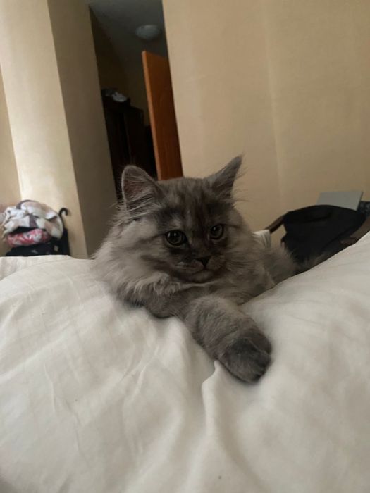 Ищу котенка как на фото