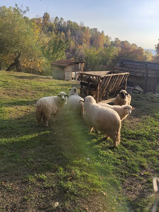 Mioare de vânzare