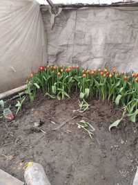 Тюльпаны с оформлением по 400