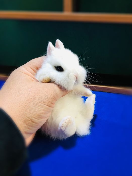 Karlik dekaretivni quyonchala sotiladi