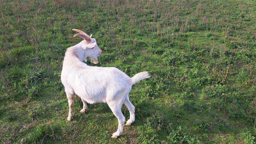 Мъжки ярета за разплод