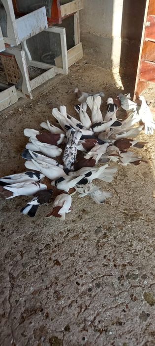 Голуби широкохвостые 6000