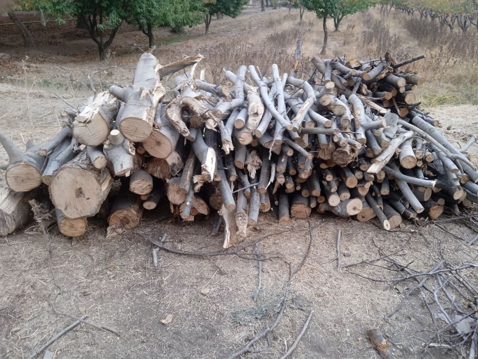 Utin, bir labosi 100$