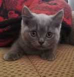 Fetita British Shorthair