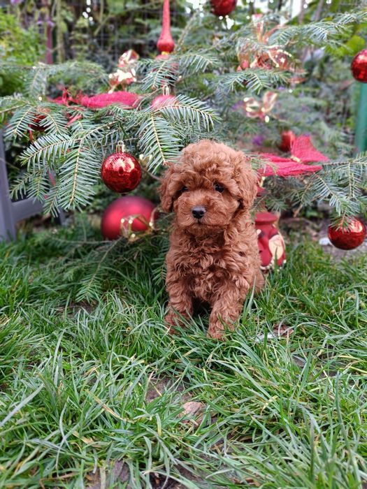 Той пудел toy pudel