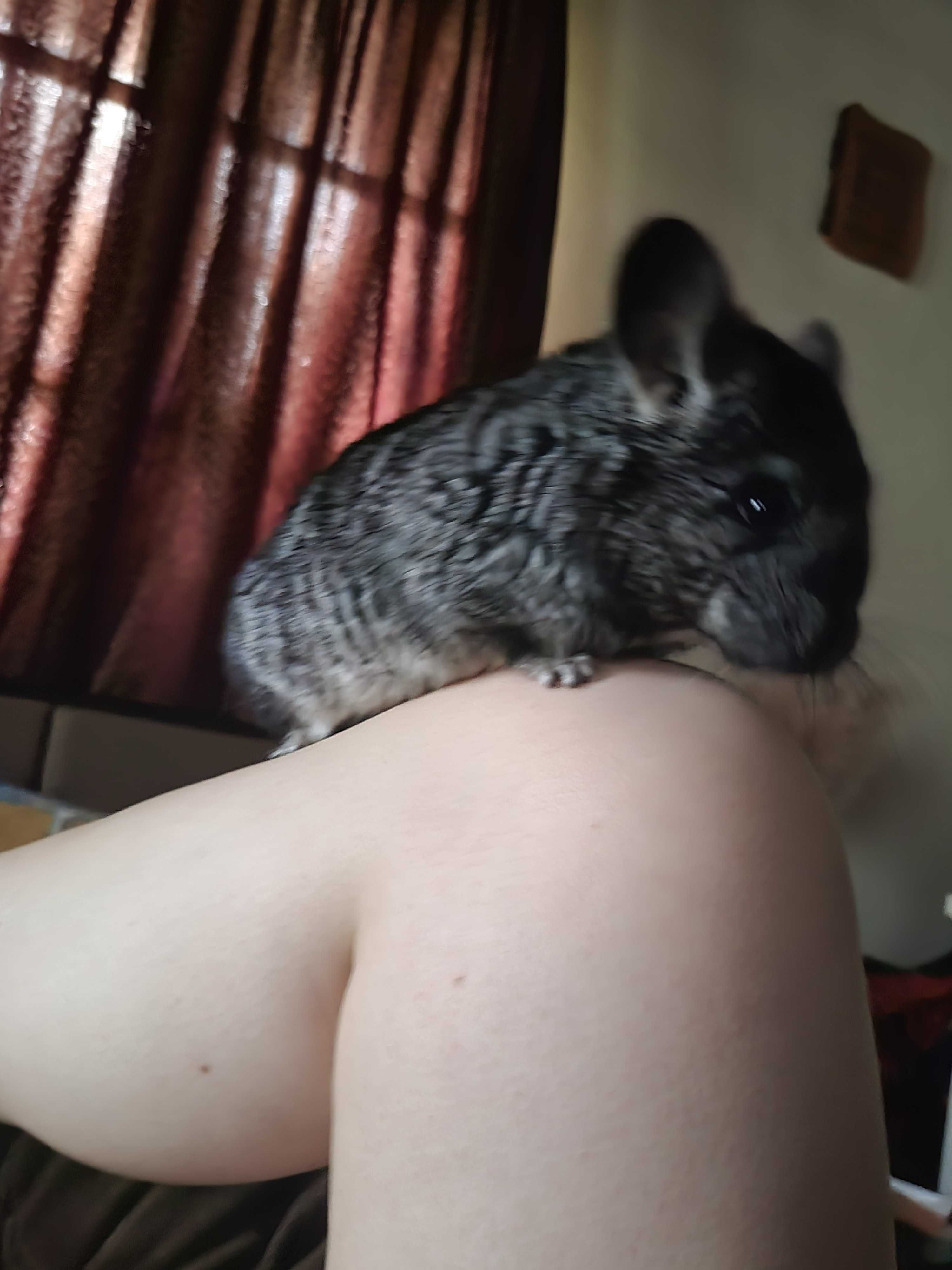 Pui chinchilla, cusca inclusa