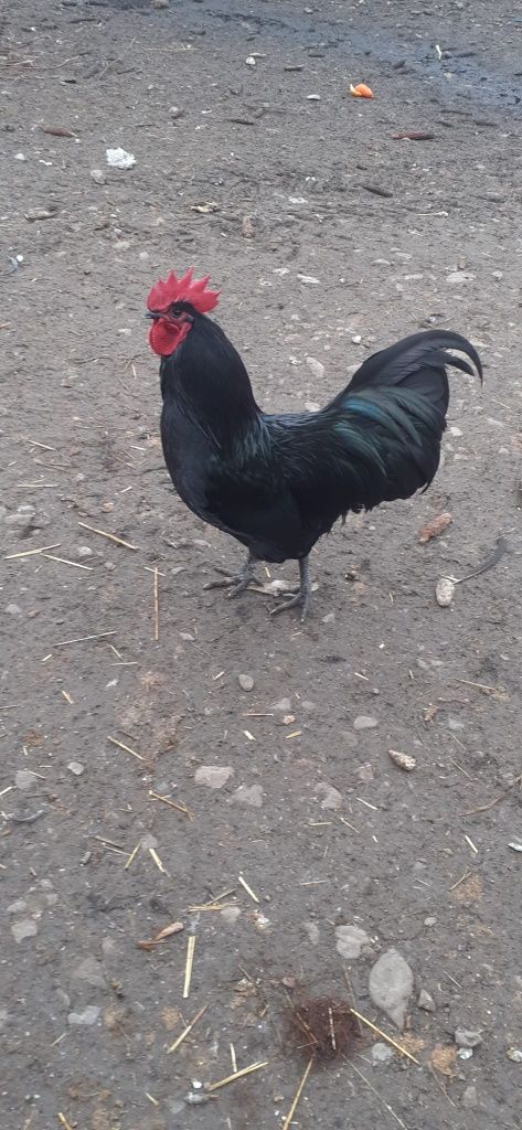 Vând oua australorp. Pui australorp. Păsări australorp